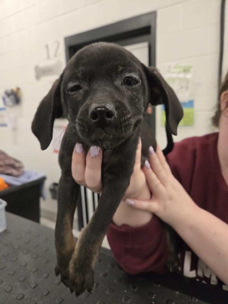 Enlarge Amaze, a Adoptable mixed breed in Phoenix, AZ image 1/3