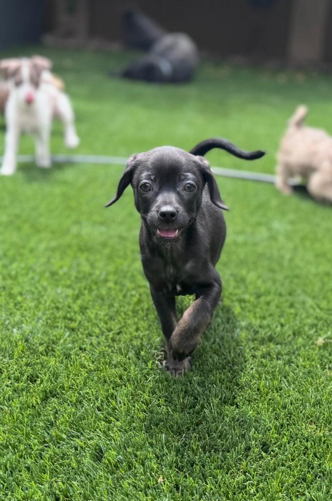 Enlarge Amaze, a Adoptable mixed breed in Phoenix, AZ image 2/3