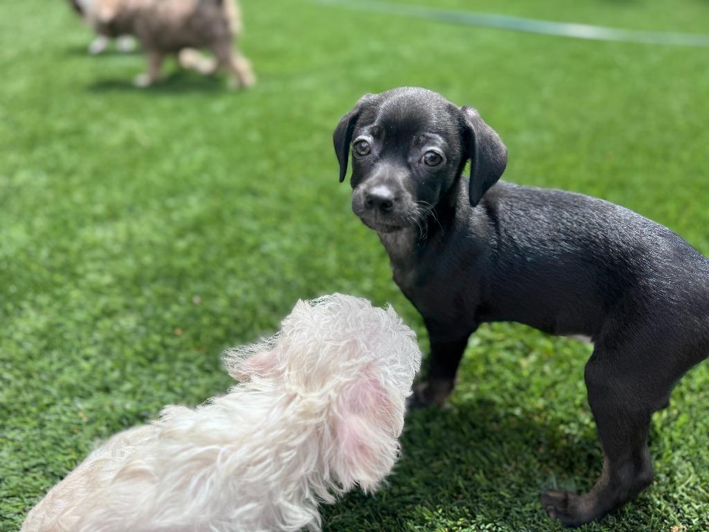 Enlarge Amaze, a Adoptable mixed breed in Phoenix, AZ image 3/3