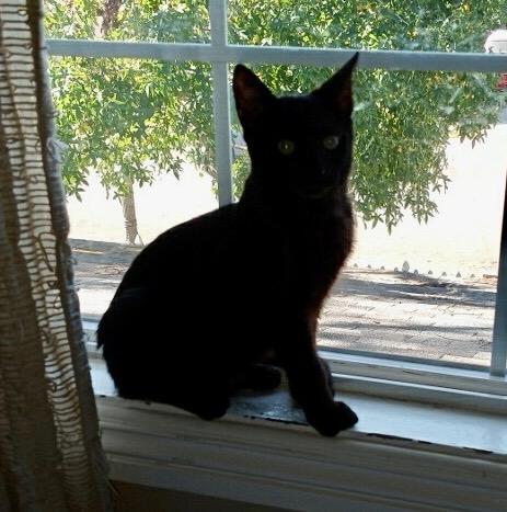 Lenny, a Adoptable Bombay in Tustin, CA image 2/5