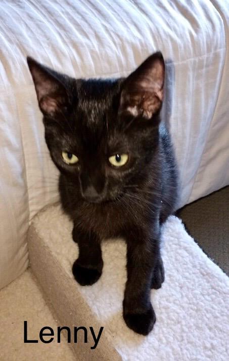 Lenny, a Adoptable Bombay in Tustin, CA image 4/5