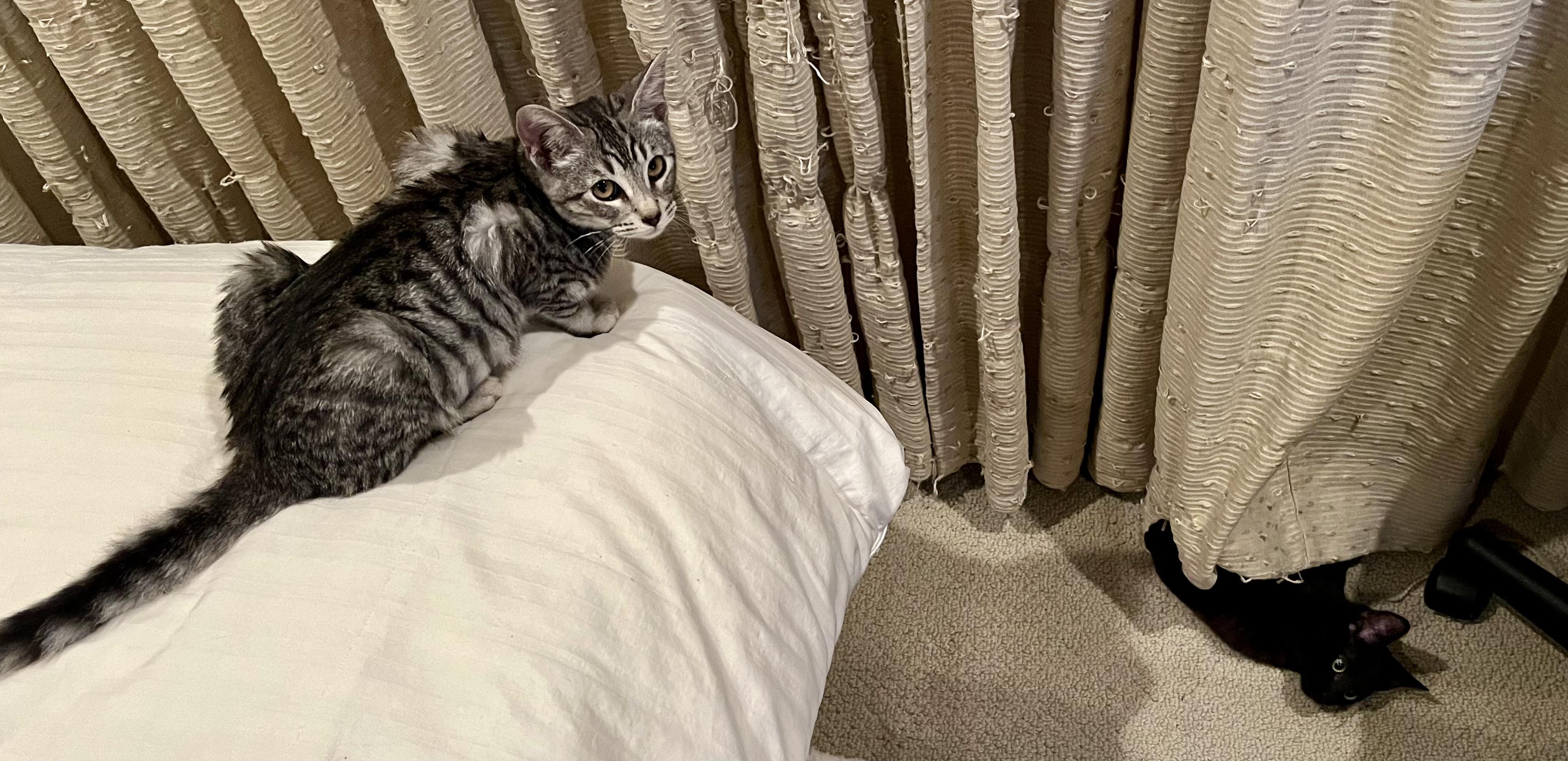 Lenny, a Adoptable Bombay in Tustin, CA image 5/5