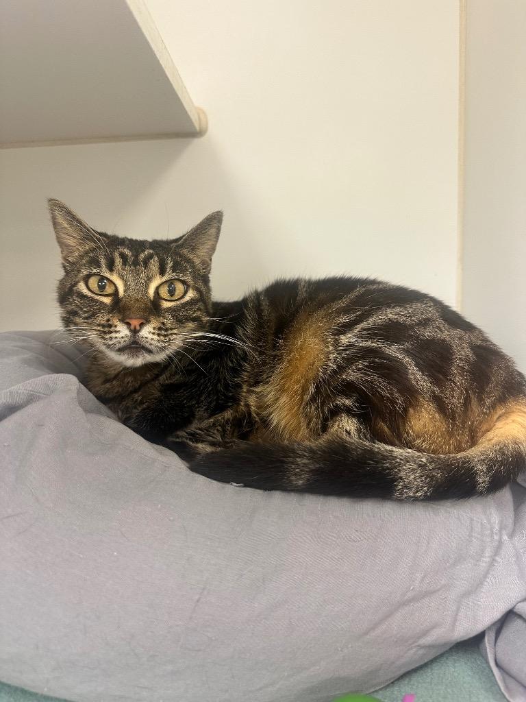 Oopsie (Rangewood), Adoptable, Adult Female Domestic Short Hair.