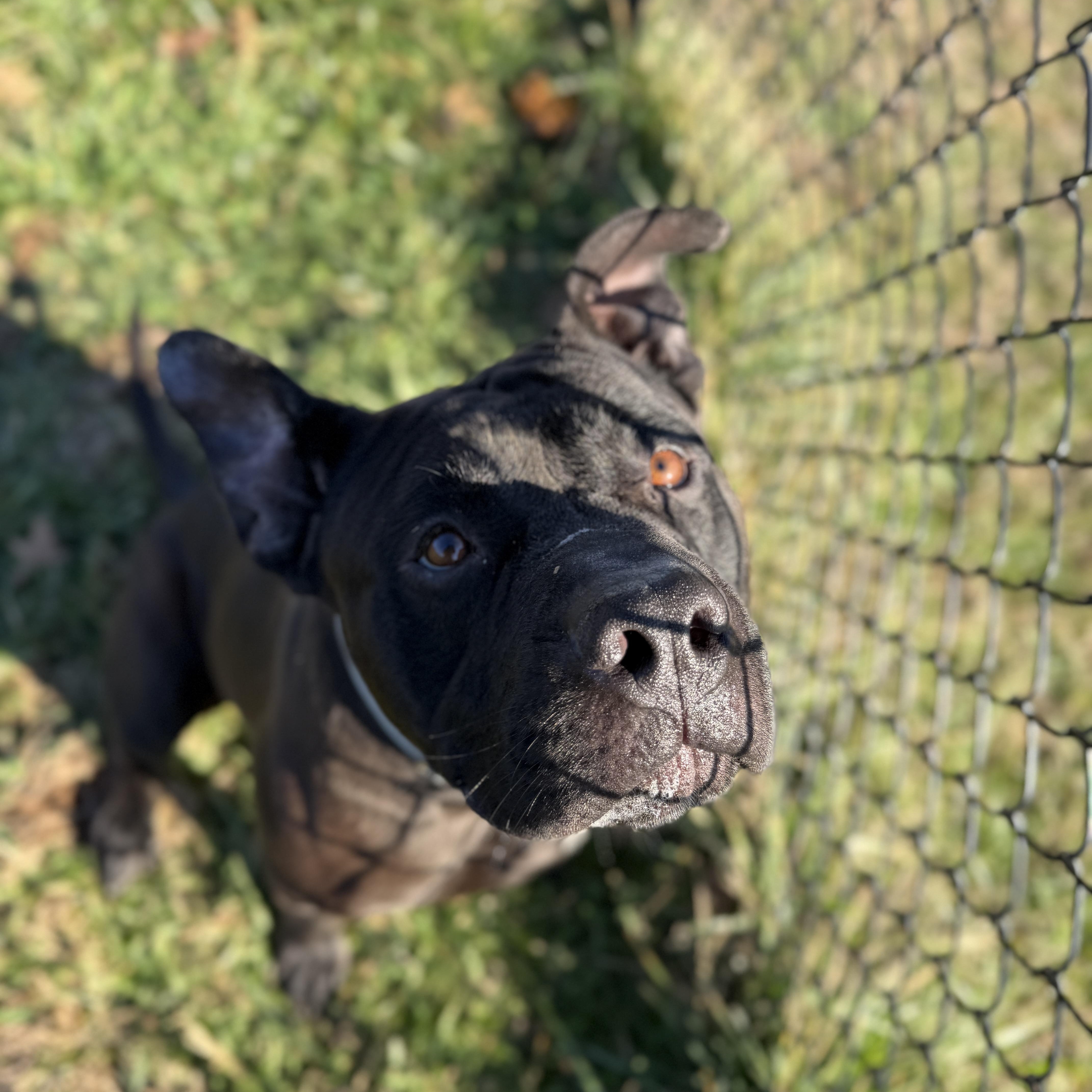 Biff, a ADOPTABLE mixed breed in Lebanon, TN image 3/5