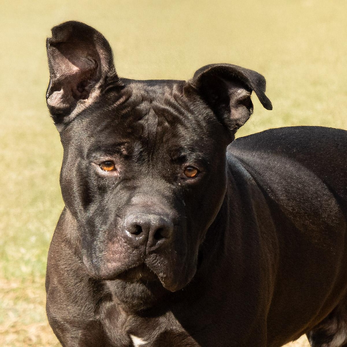 Biff, a ADOPTABLE mixed breed in Lebanon, TN image 2/6