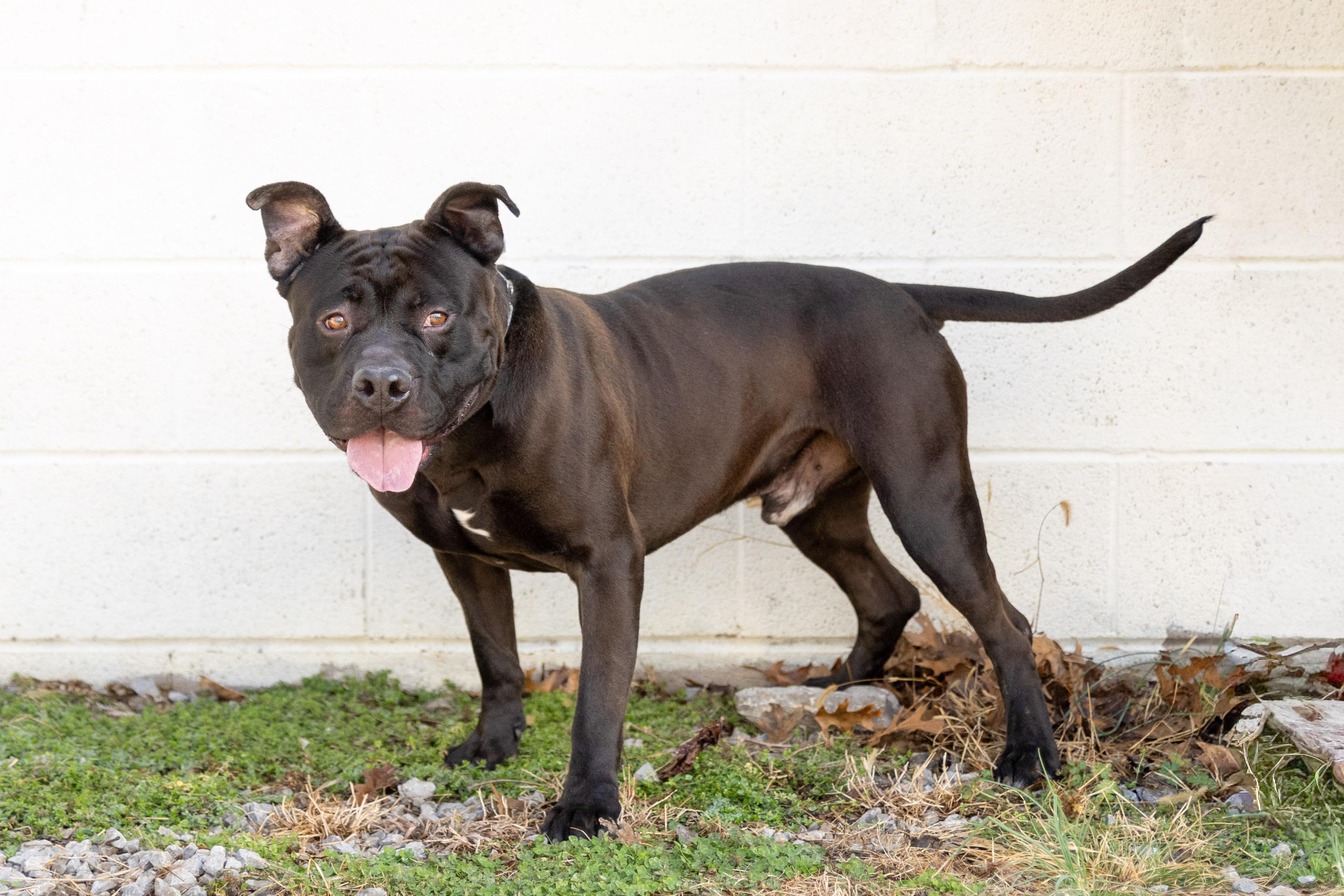 Biff, a ADOPTABLE mixed breed in Lebanon, TN image 4/6