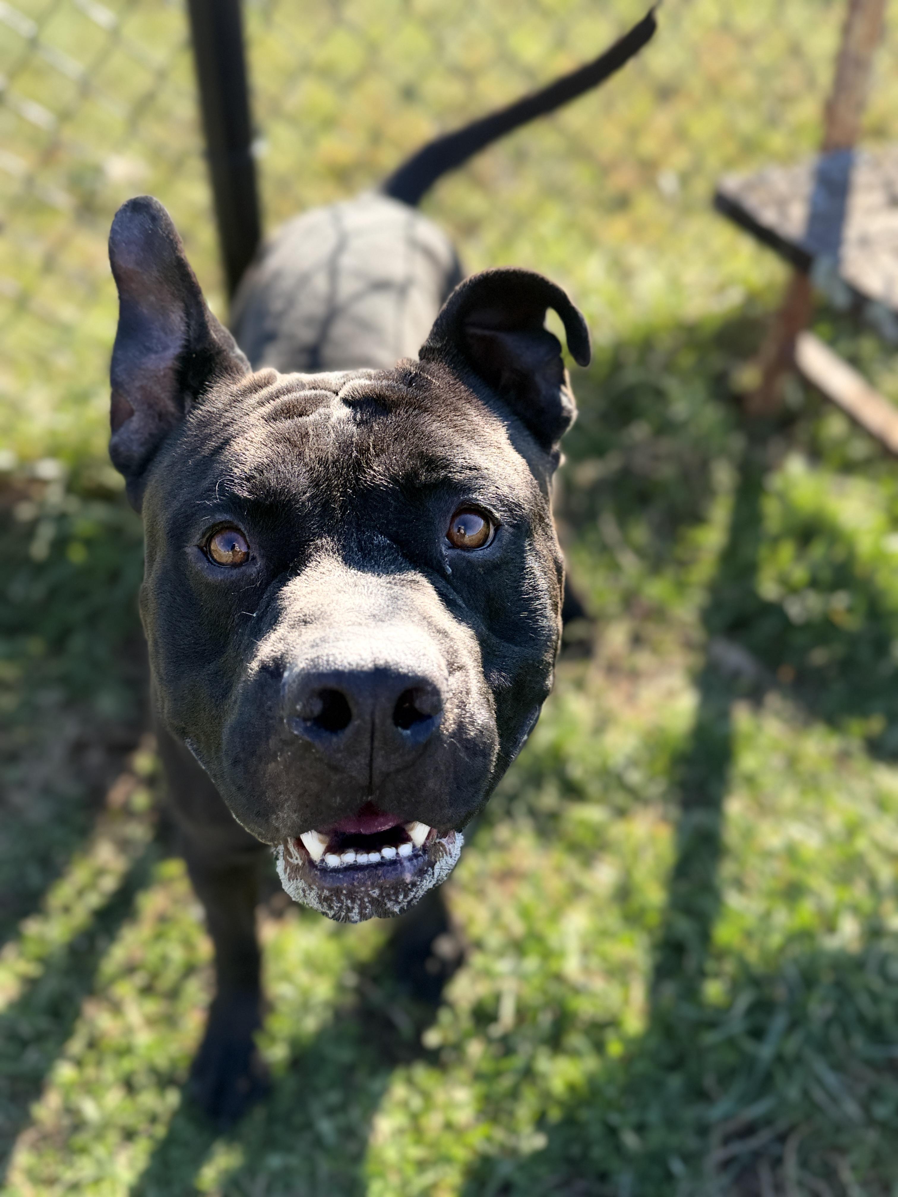 Biff, a ADOPTABLE mixed breed in Lebanon, TN image 2/5