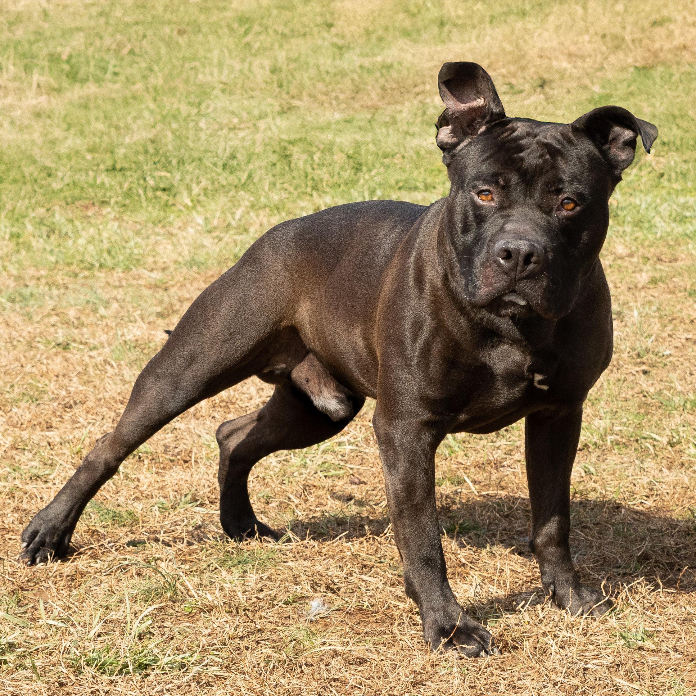 Biff, a ADOPTABLE mixed breed in Lebanon, TN image 3/6
