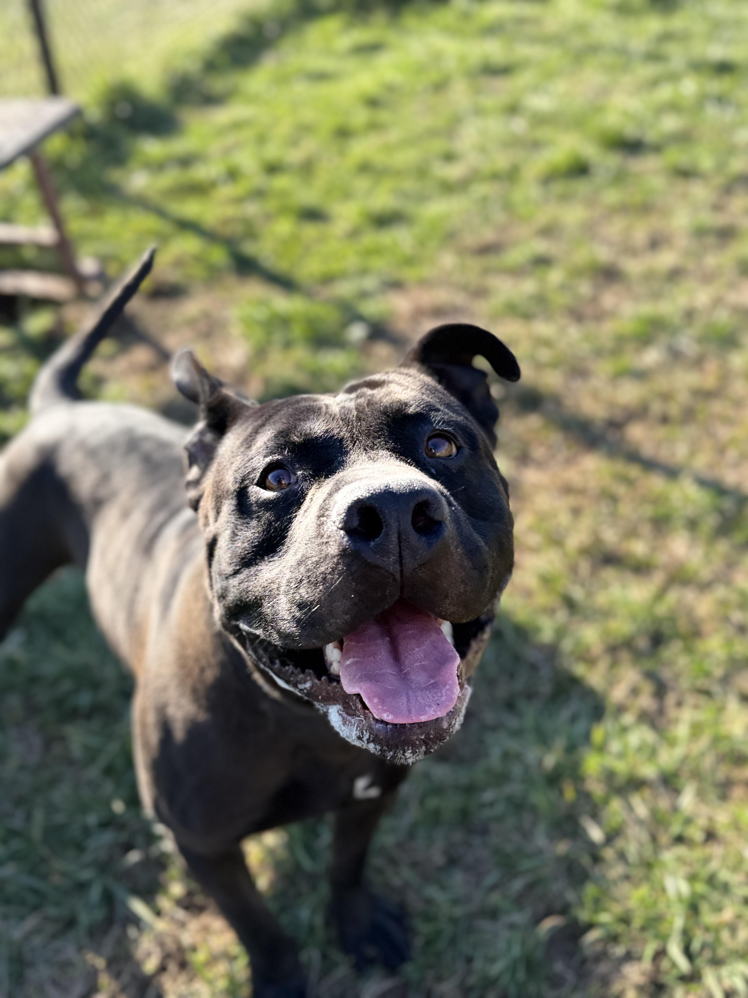 Biff, a ADOPTABLE mixed breed in Lebanon, TN image 5/5