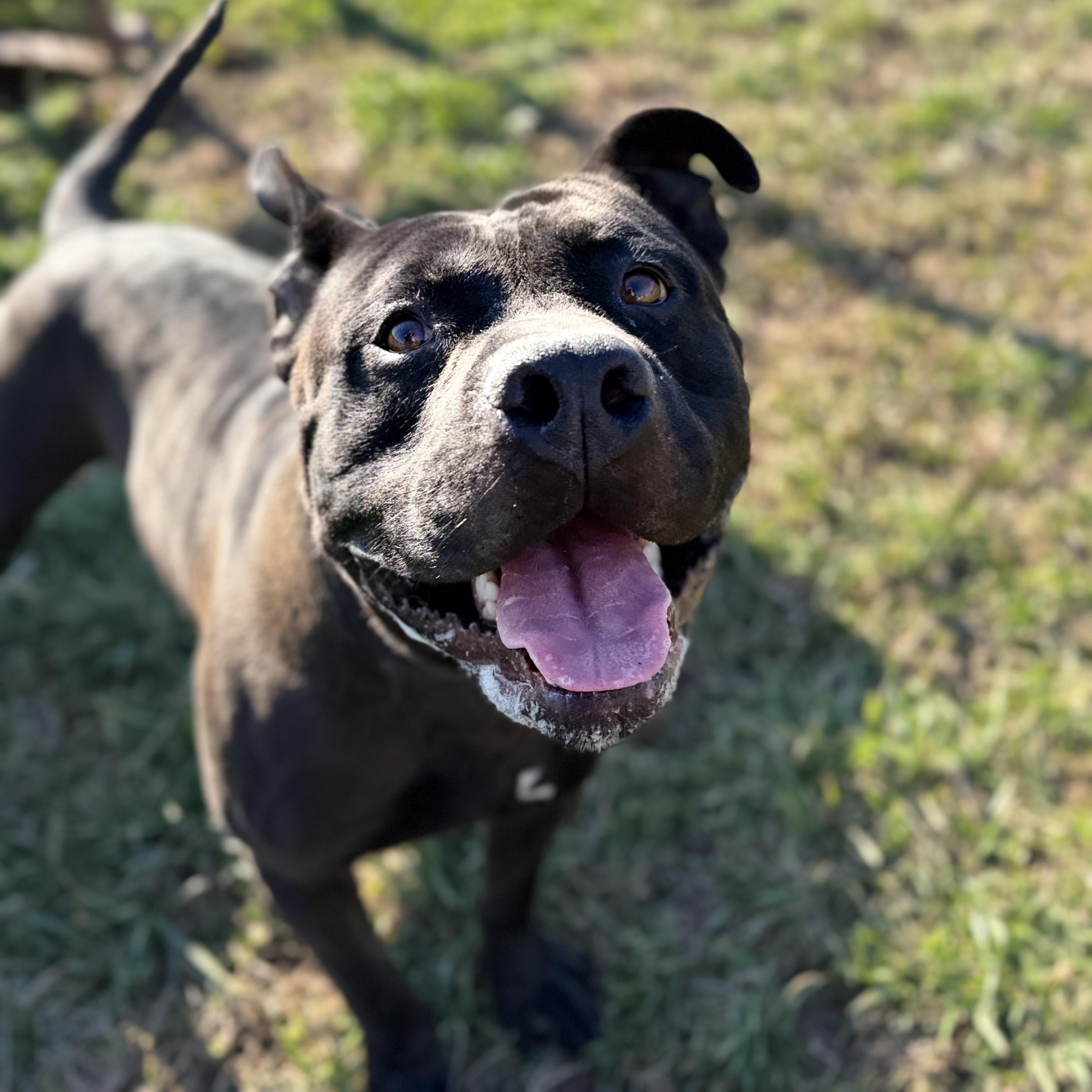 Biff, a ADOPTABLE mixed breed in Lebanon, TN image 6/6