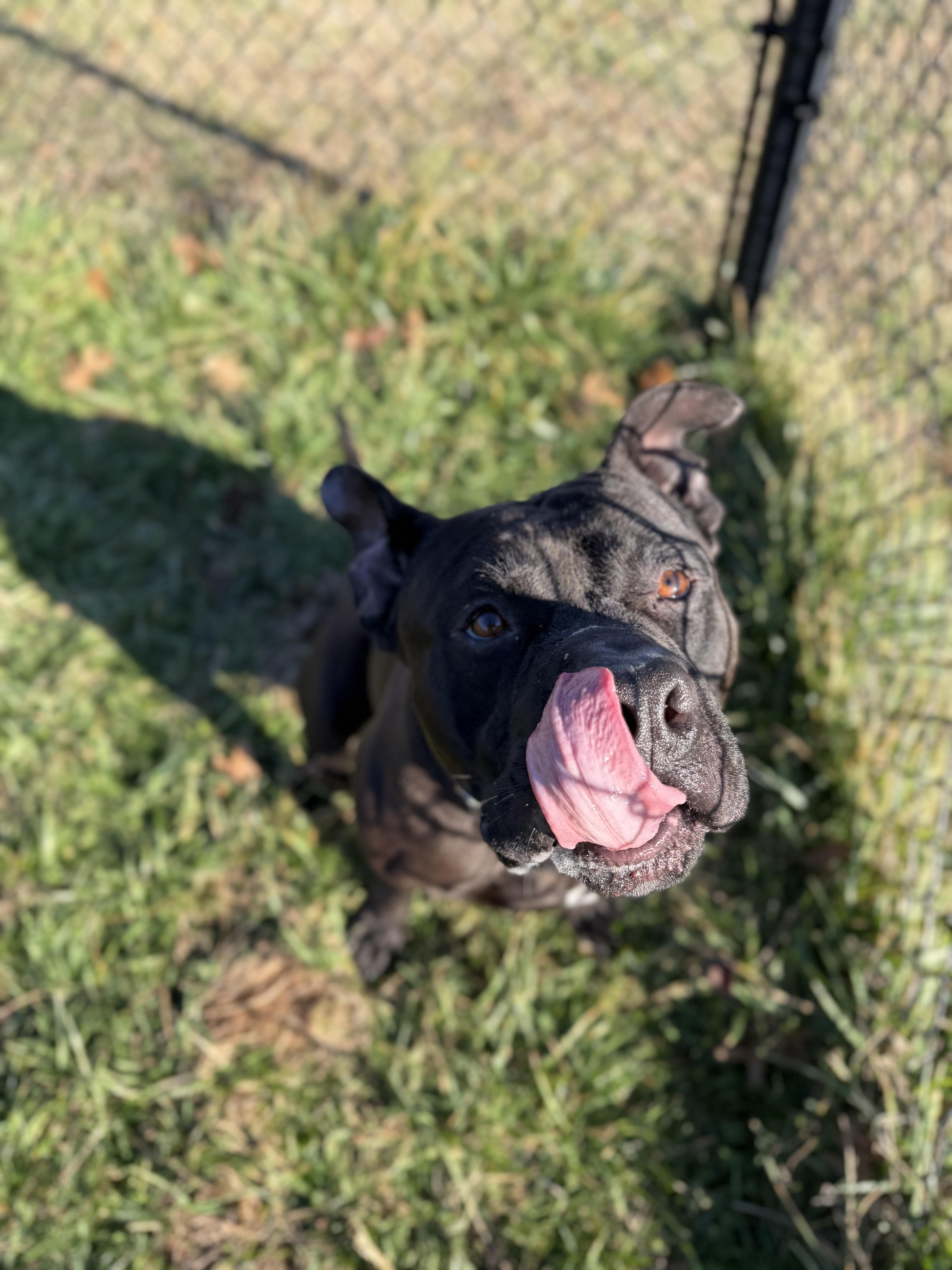 Biff, a ADOPTABLE mixed breed in Lebanon, TN image 4/5