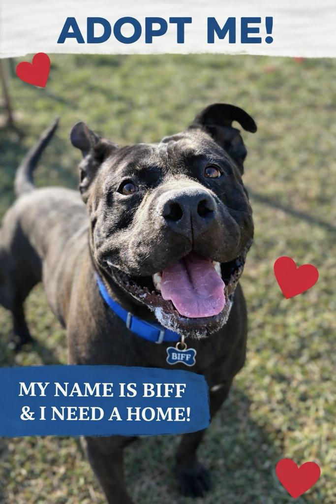Biff, ADOPTABLE, Young Male Pit Bull Terrier.