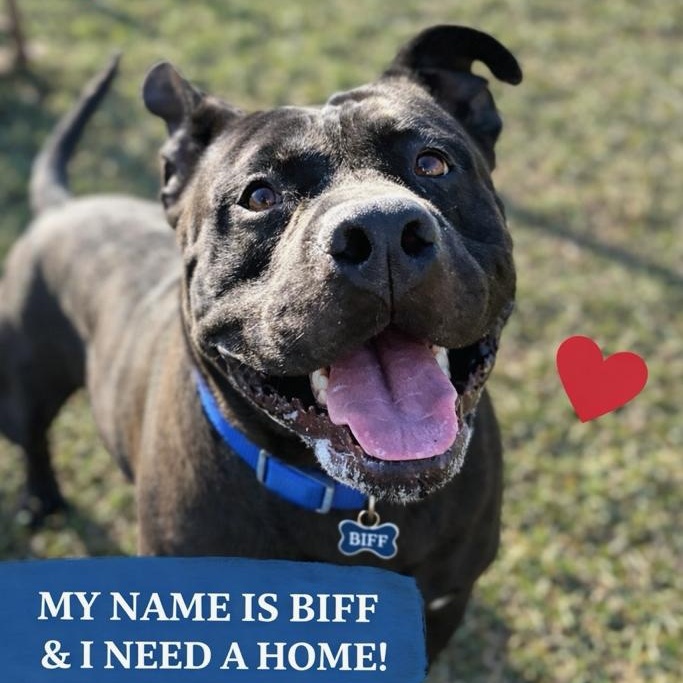Biff, a ADOPTABLE mixed breed in Lebanon, TN image 1/6