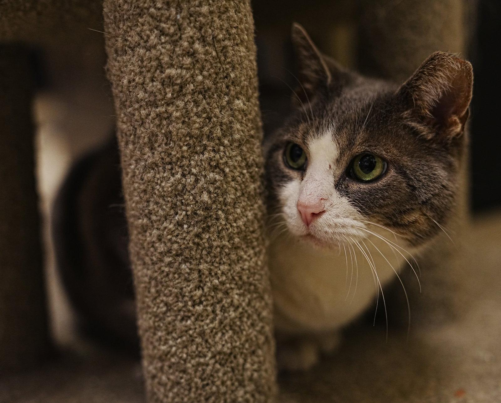 Athena, Adoptable, Adult Female Domestic Short Hair.