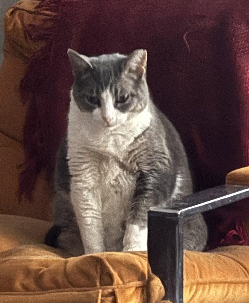 Athena, a Adoptable Domestic Short Hair in Herndon, VA image 2/3