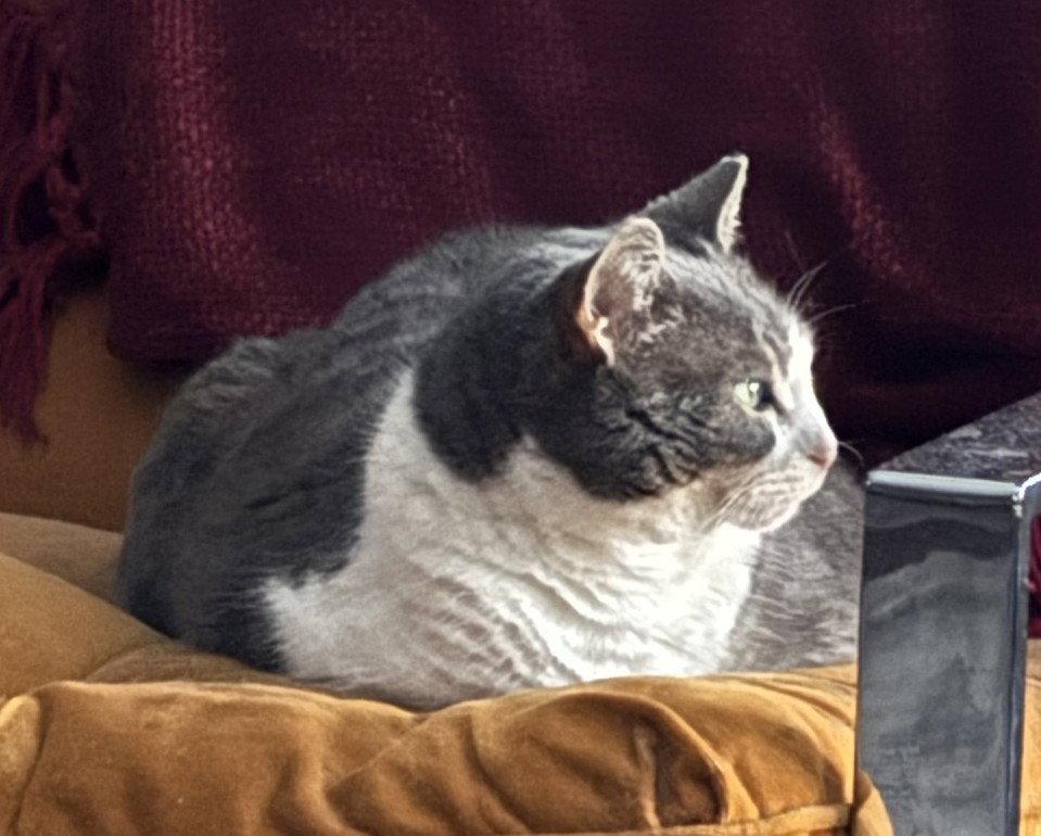 Athena, a Adoptable Domestic Short Hair in Herndon, VA image 3/3
