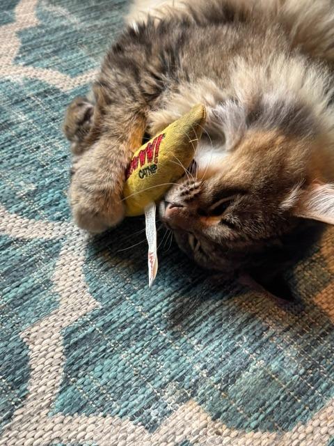 Enlarge Tommy T, a Adoptable Siberian in Minneapolis, MN image 1/5