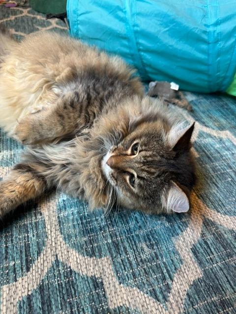 Enlarge Tommy T, a Adoptable Siberian in Minneapolis, MN image 2/5