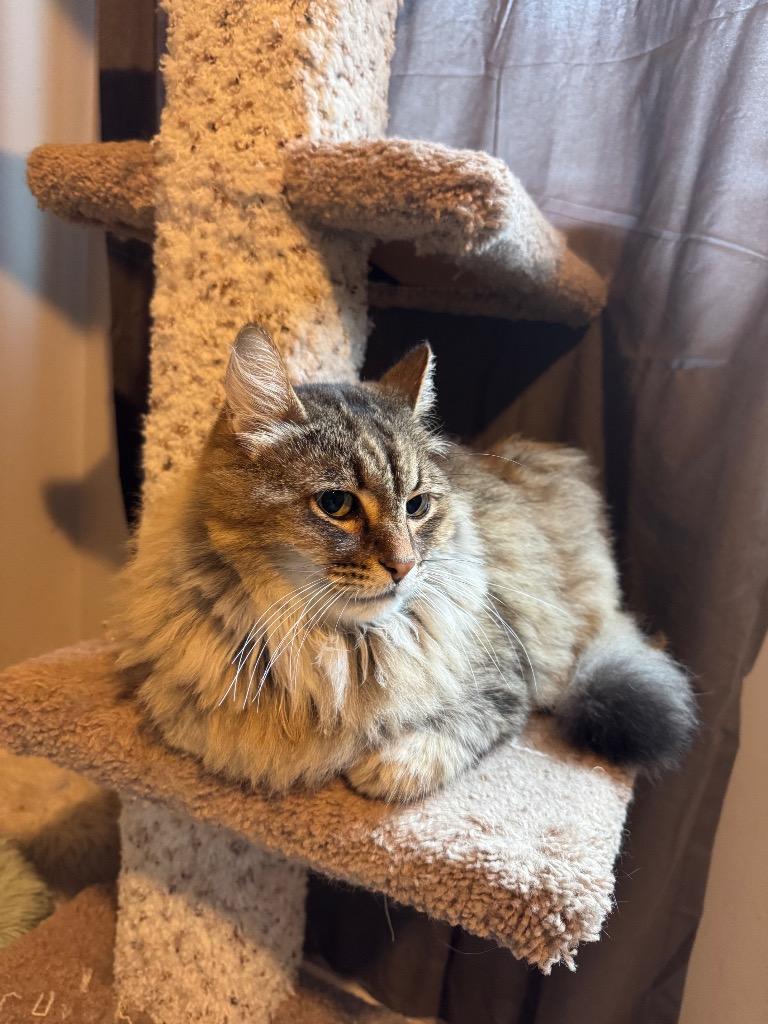 Enlarge Tommy T, a Adoptable Siberian in Minneapolis, MN image 3/5