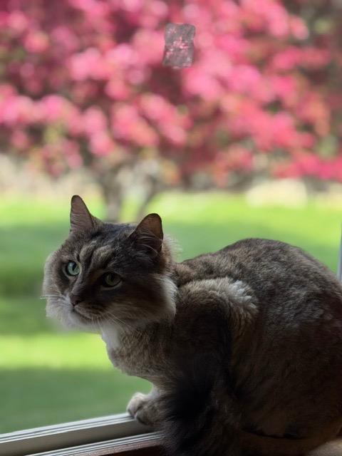 Enlarge Tommy T, a Adoptable Siberian in Minneapolis, MN image 5/5