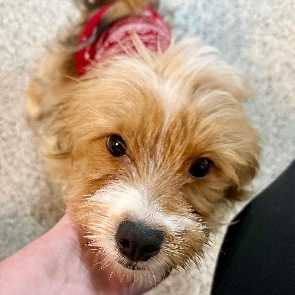 Levi, Adoptable, Puppy Male Terrier & Pomeranian.
