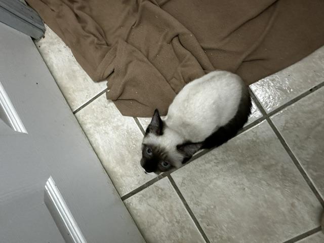 Roadie, Adoptable, Young Female Siamese & Domestic Short Hair.