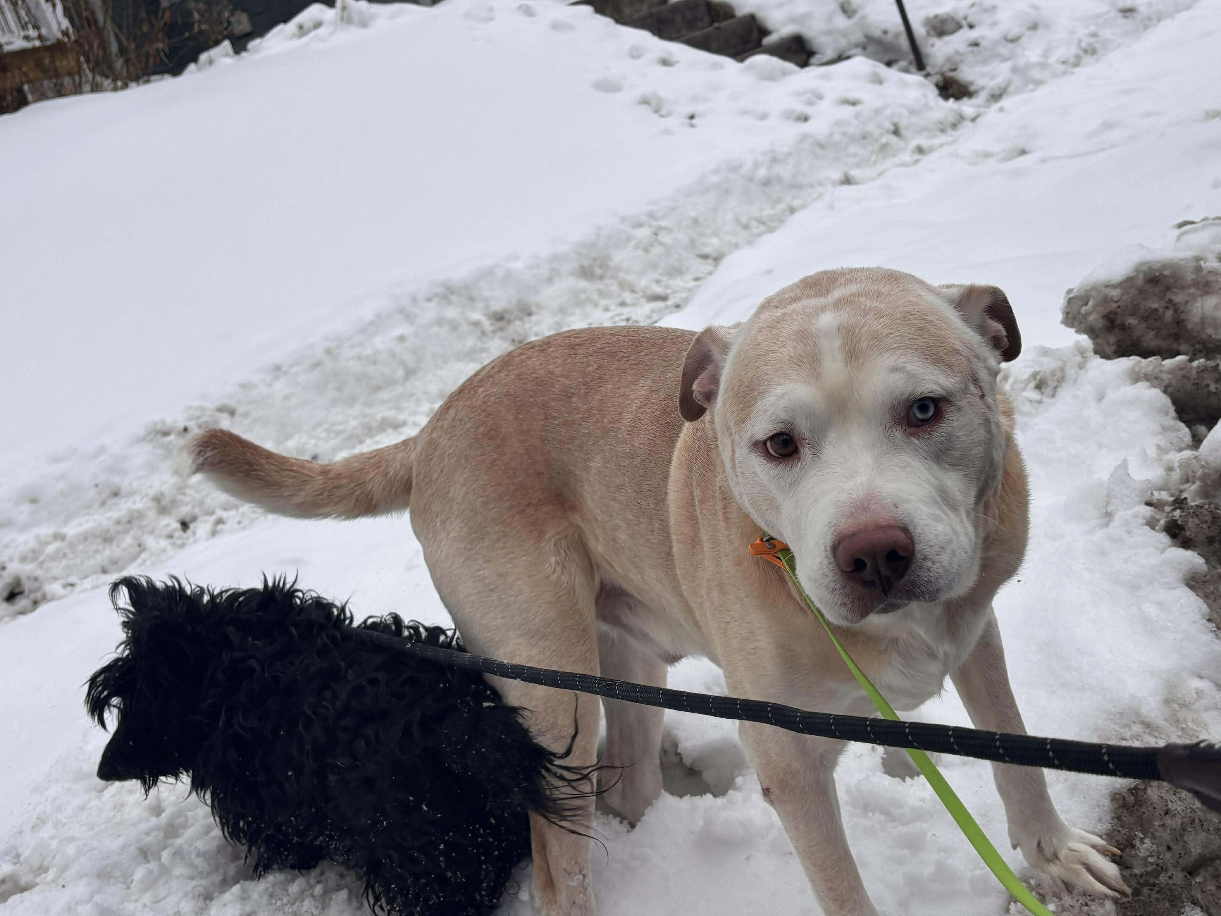 Enlarge Porty, a Adoptable mixed breed in Rochester, NY image 3/6