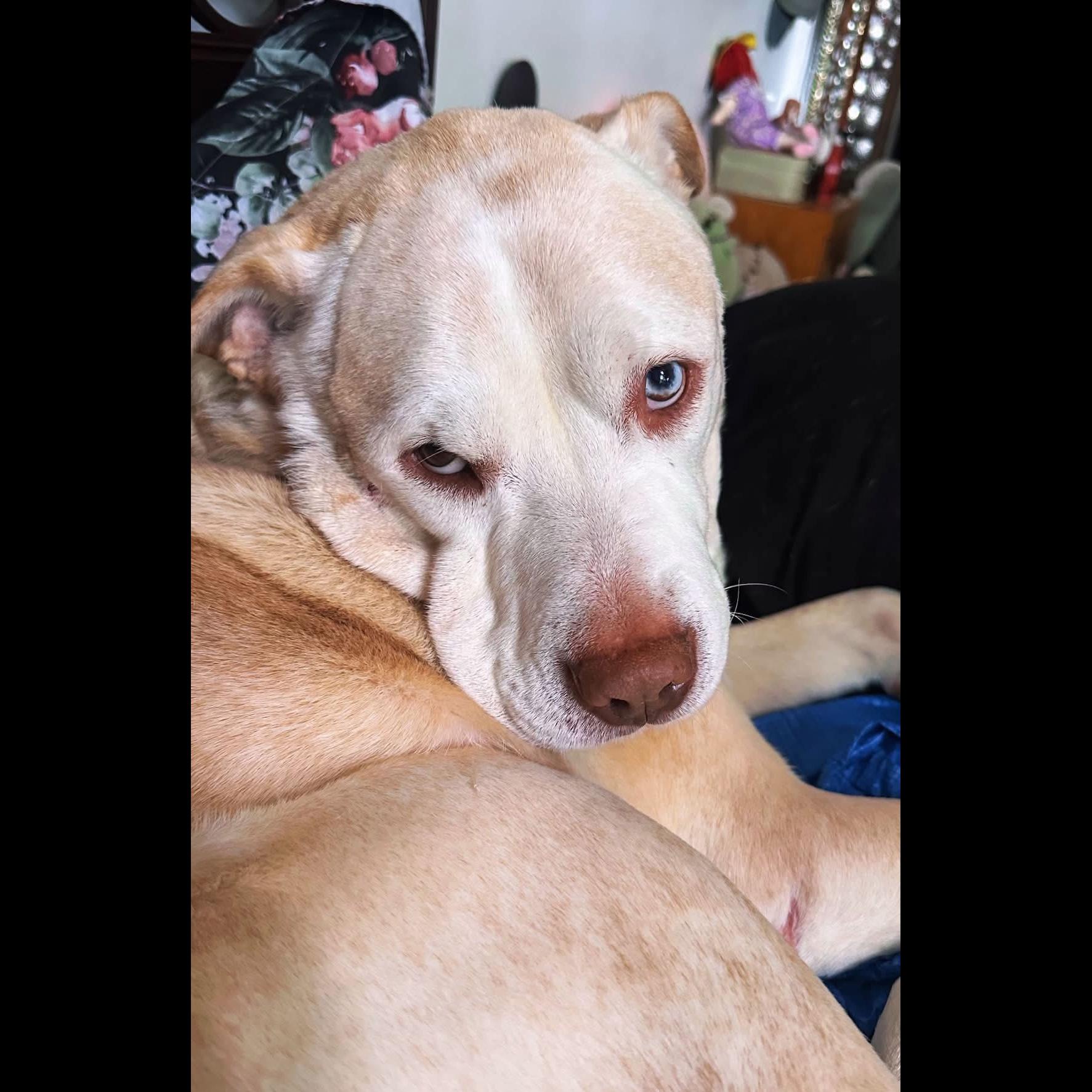 Enlarge Porty, a Adoptable mixed breed in Rochester, NY image 2/6