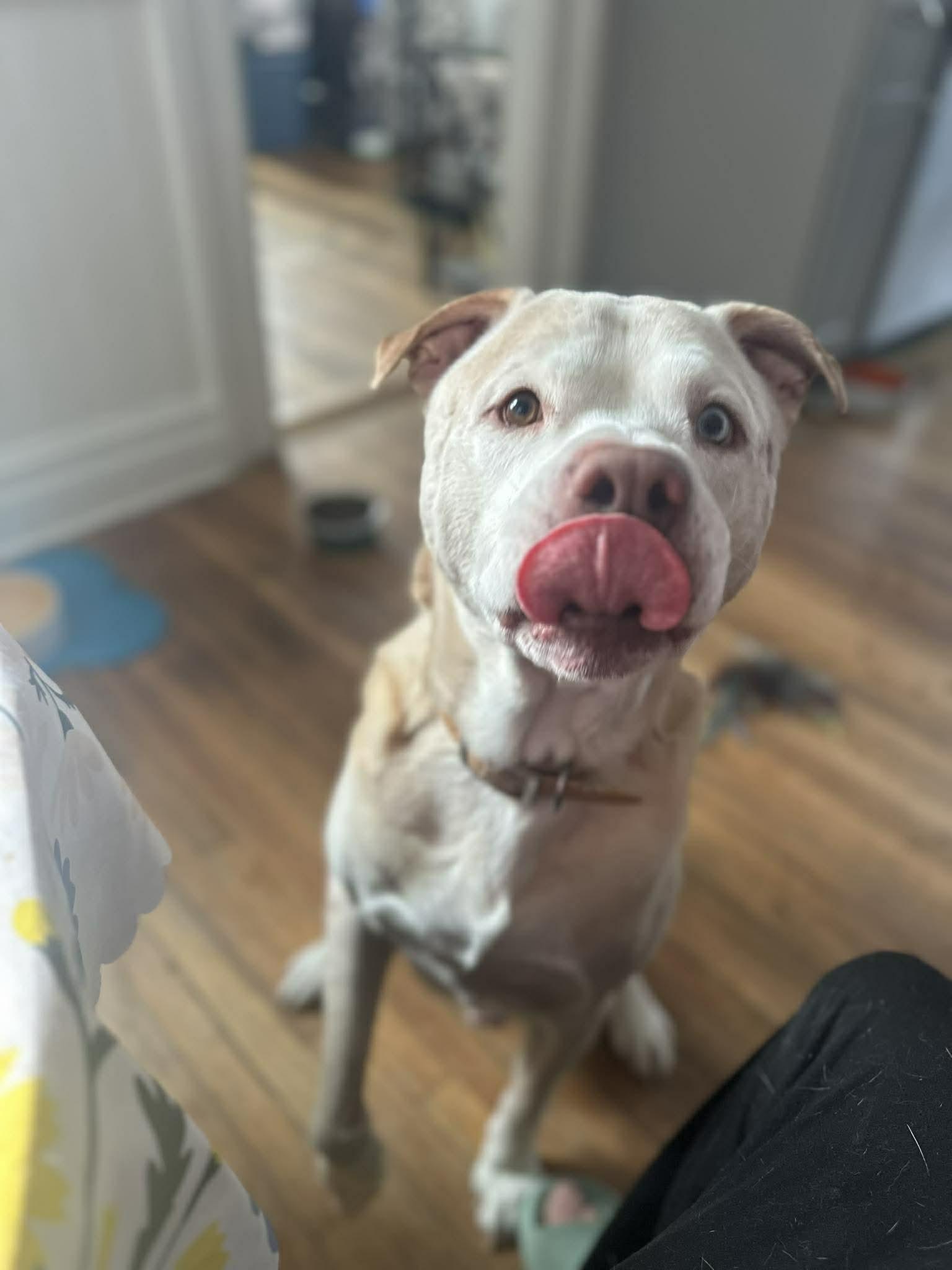 Enlarge Porty, a Adoptable mixed breed in Rochester, NY image 5/6