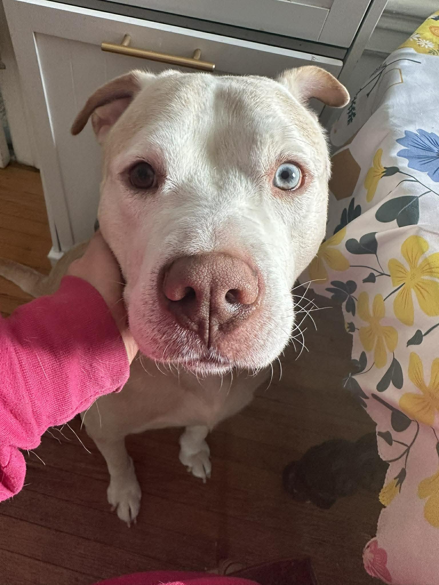Porty, Adoptable, Adult Male Husky & Shar-Pei.