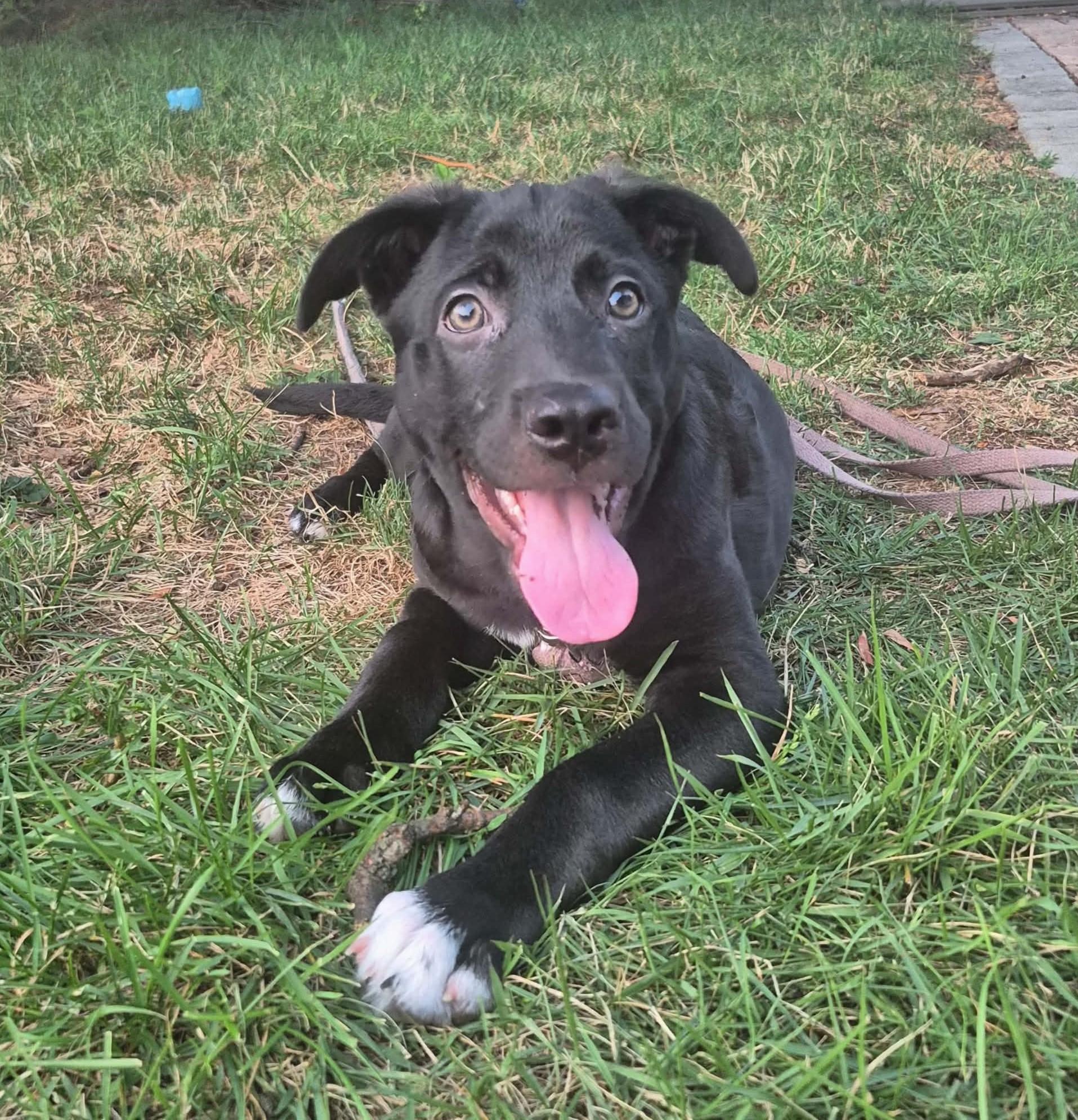 Enlarge Ringo, a ADOPTABLE mixed breed in Mechanicsburg, PA image 4/6