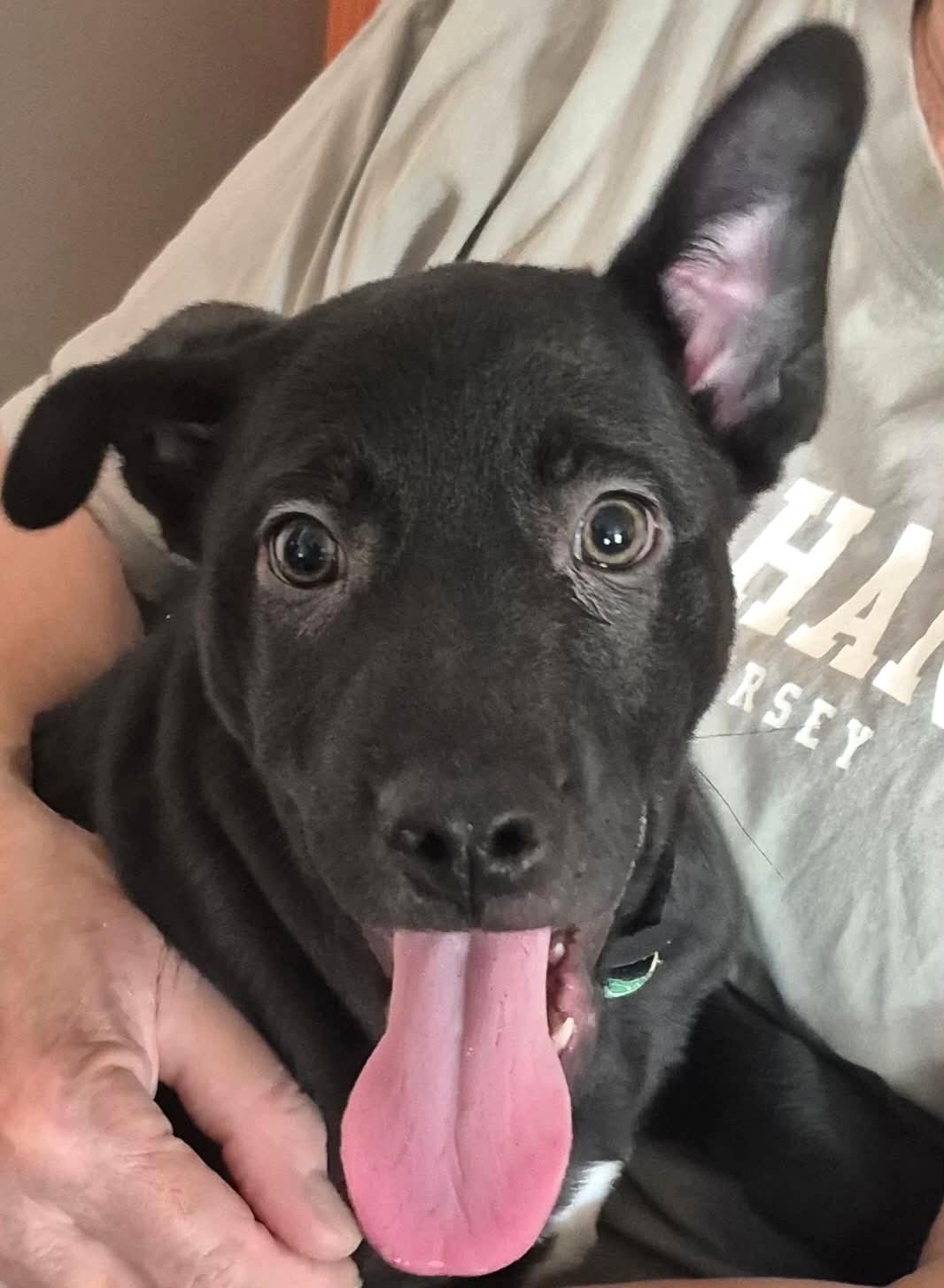 Enlarge Ringo, a ADOPTABLE mixed breed in Mechanicsburg, PA image 5/6