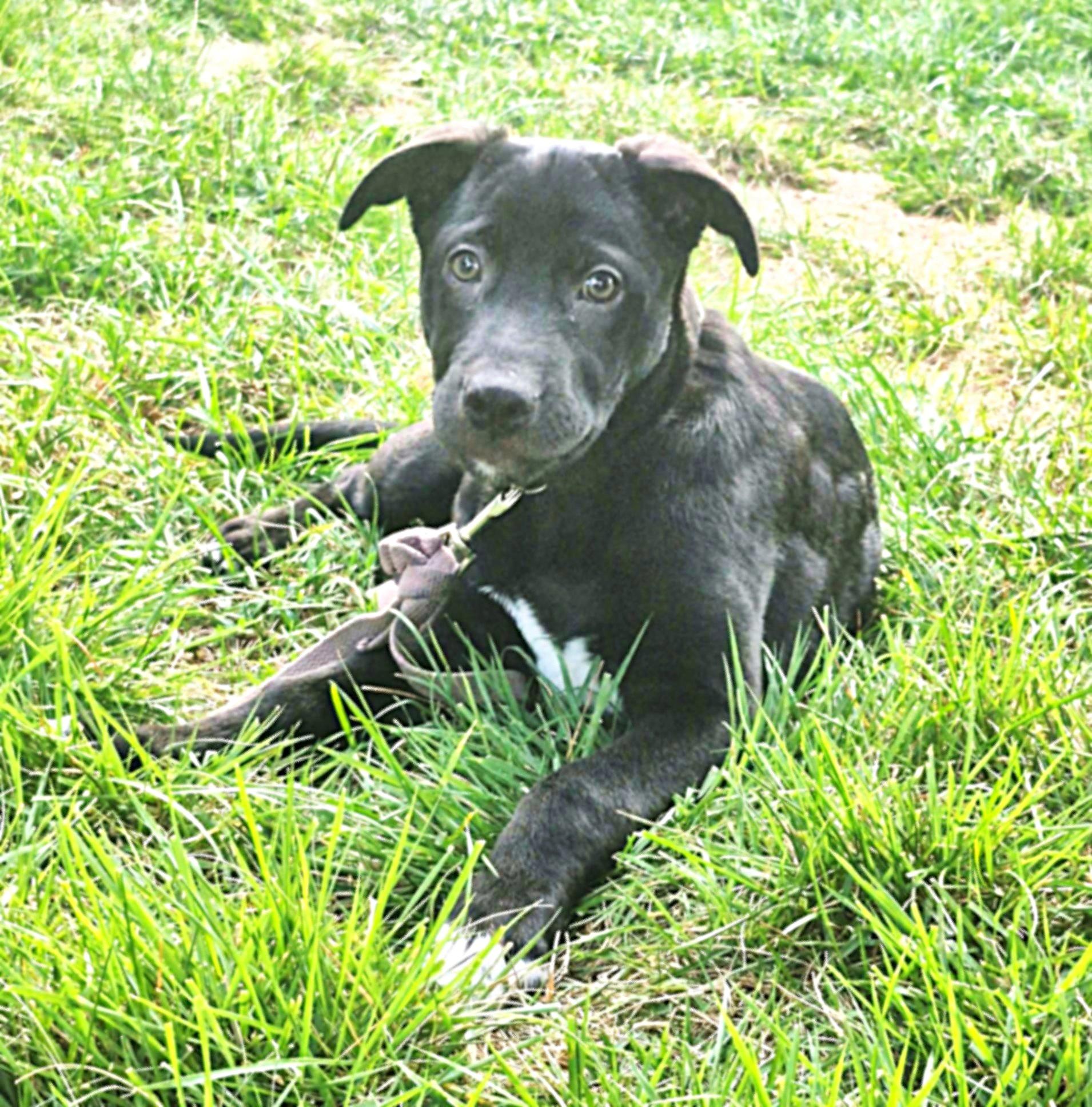 Enlarge Ringo, a ADOPTABLE mixed breed in Mechanicsburg, PA image 1/6