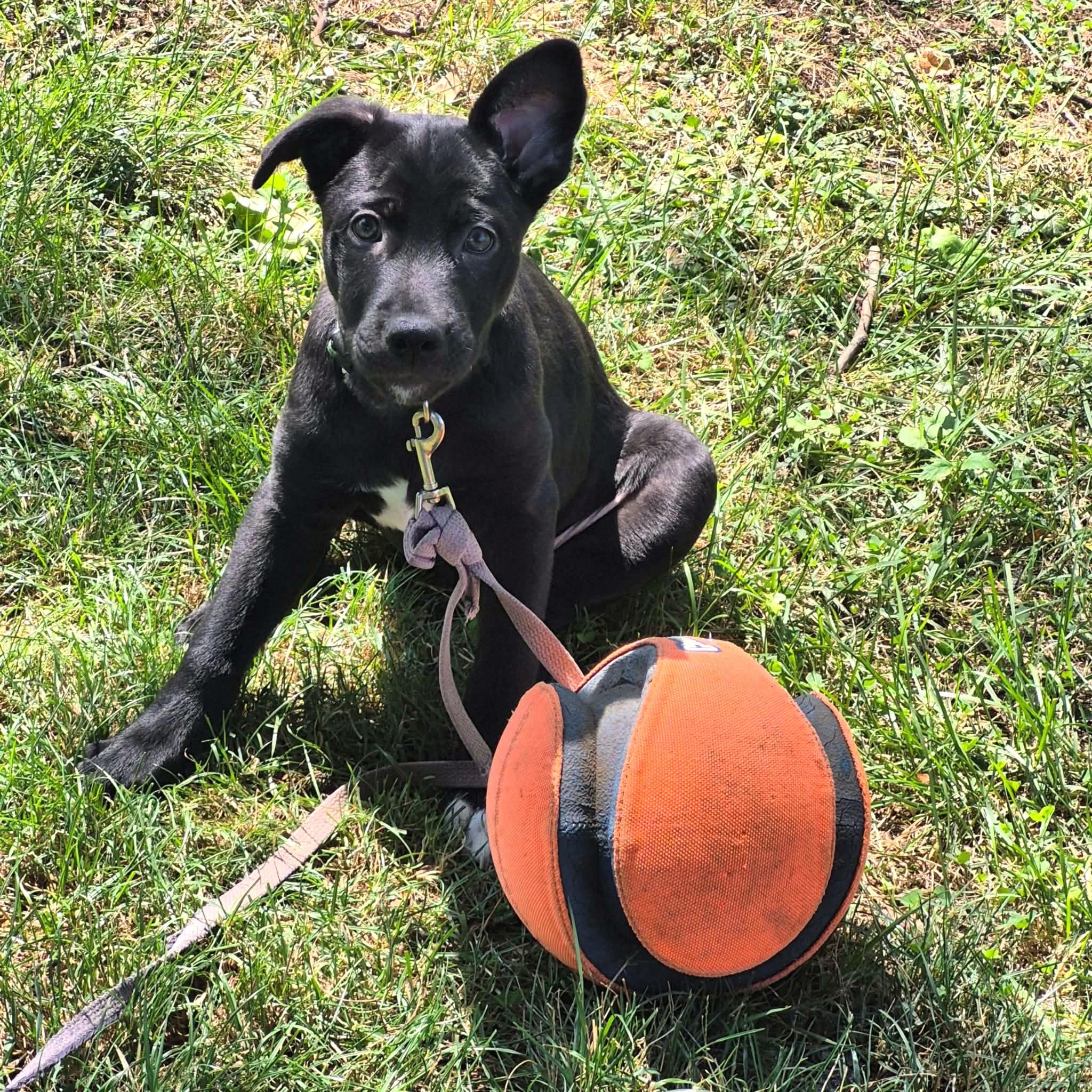 Enlarge Ringo, a ADOPTABLE mixed breed in Mechanicsburg, PA image 2/6