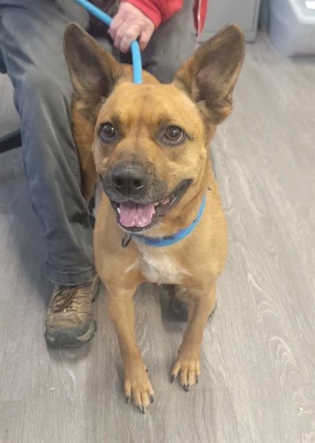 NEEKO, Adoptable, Adult Male Australian Cattle Dog / Blue Heeler & Labrador Retriever.