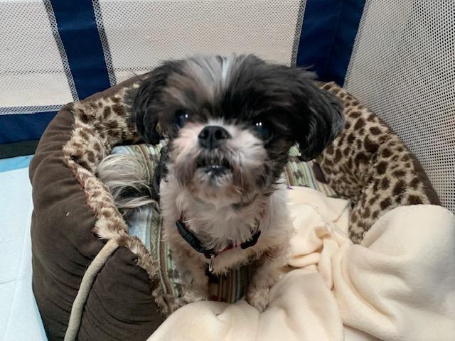MOLLY, a Adoptable Shih Tzu in Cary, NC image 1/2