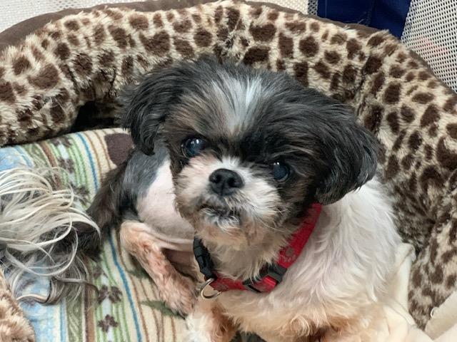 MOLLY, a Adoptable Shih Tzu in Cary, NC image 2/2