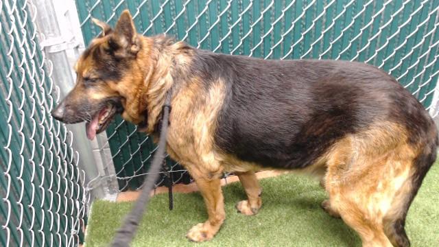 Enlarge LOBO, a Adoptable German Shepherd Dog in Downey, CA image 1/1