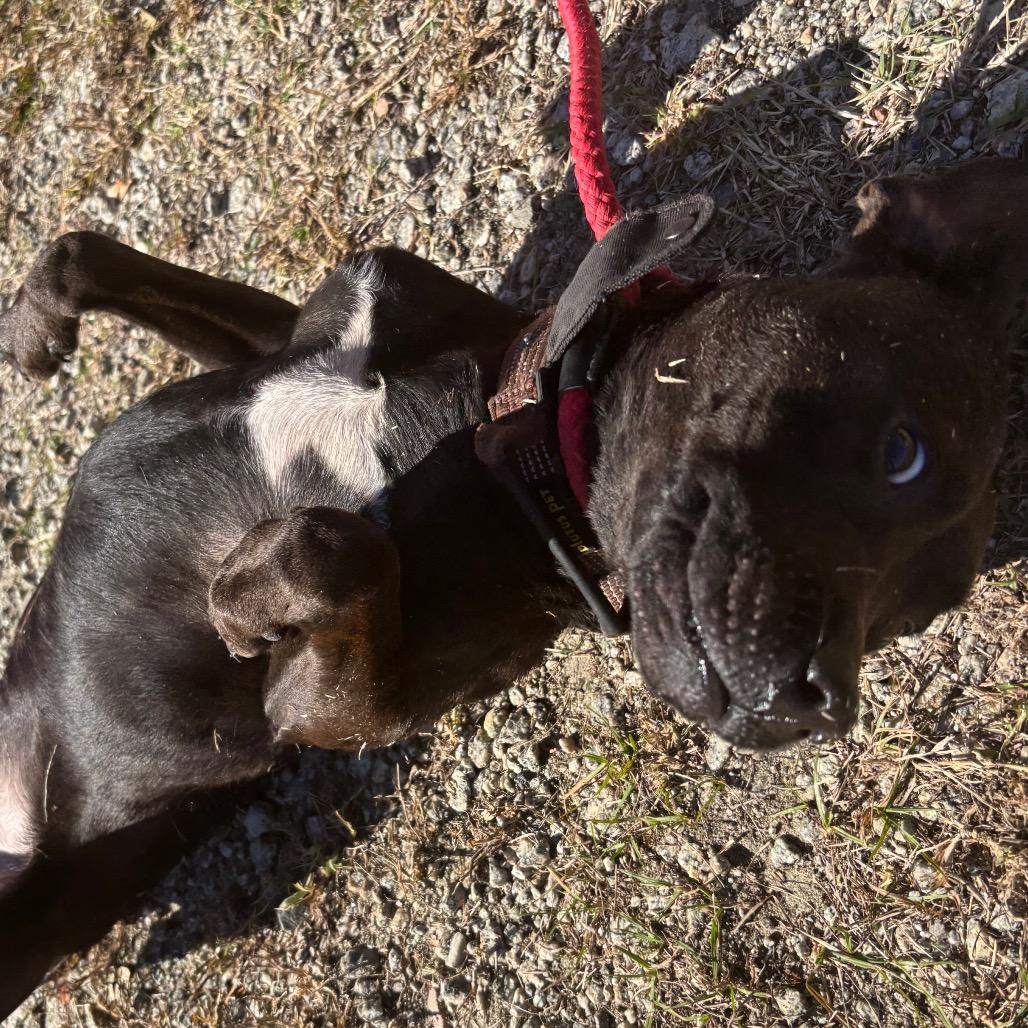 Cantina, Adoptable, Adult Male Mixed Breed.