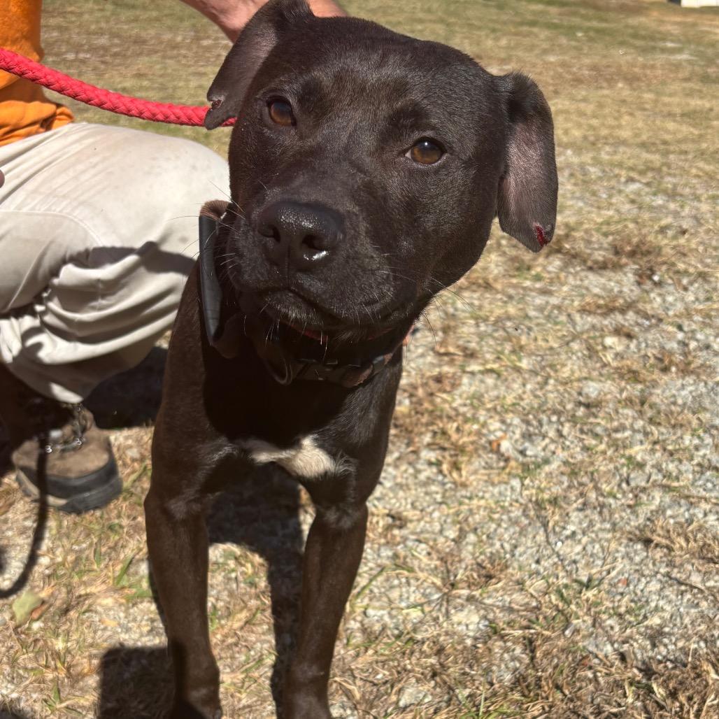 Enlarge Cantina, a Adoptable Mixed Breed in Sylvania, GA image 2/3