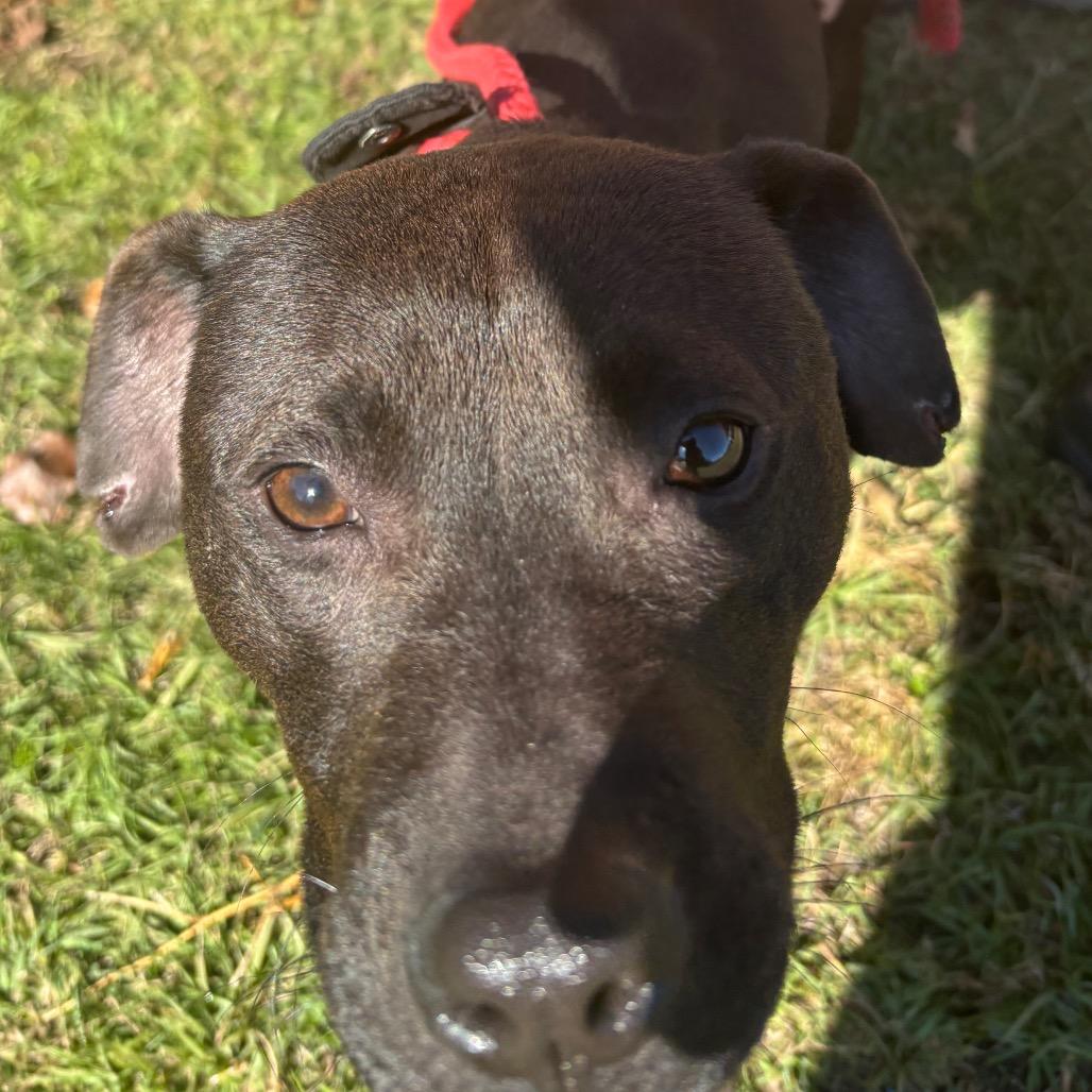 Enlarge Cantina, a Adoptable Mixed Breed in Sylvania, GA image 3/3