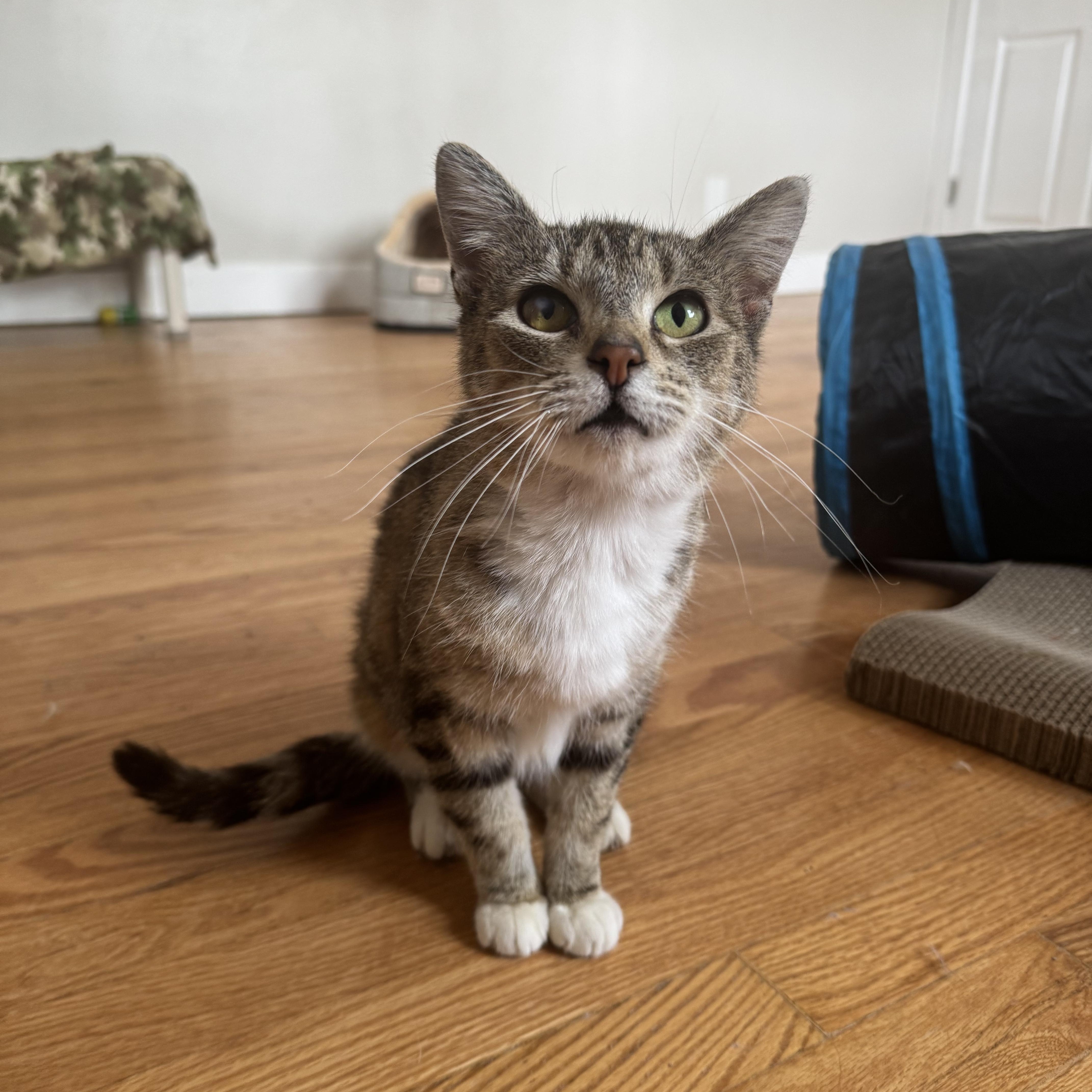 Enlarge Jane Austen , an adoptable Domestic Short Hair in Salem, OH image 1/1