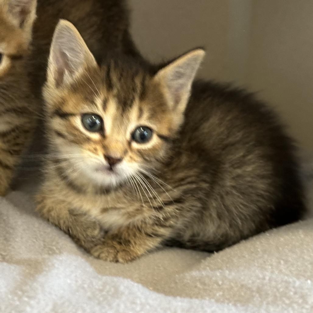 Trujillo, Adoptable, Kitten Male Domestic Medium Hair.