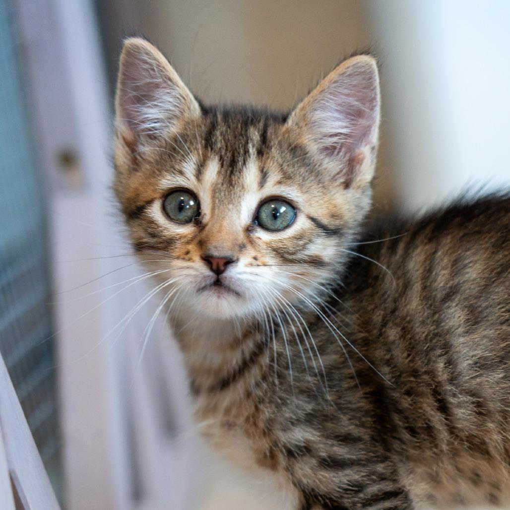 Trujillo, a Adoptable Domestic Medium Hair in Durango, CO image 2/5