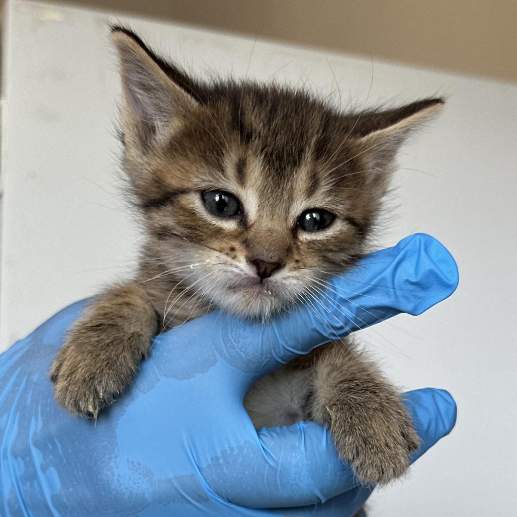 Trujillo, a Adoptable Domestic Medium Hair in Durango, CO image 3/5