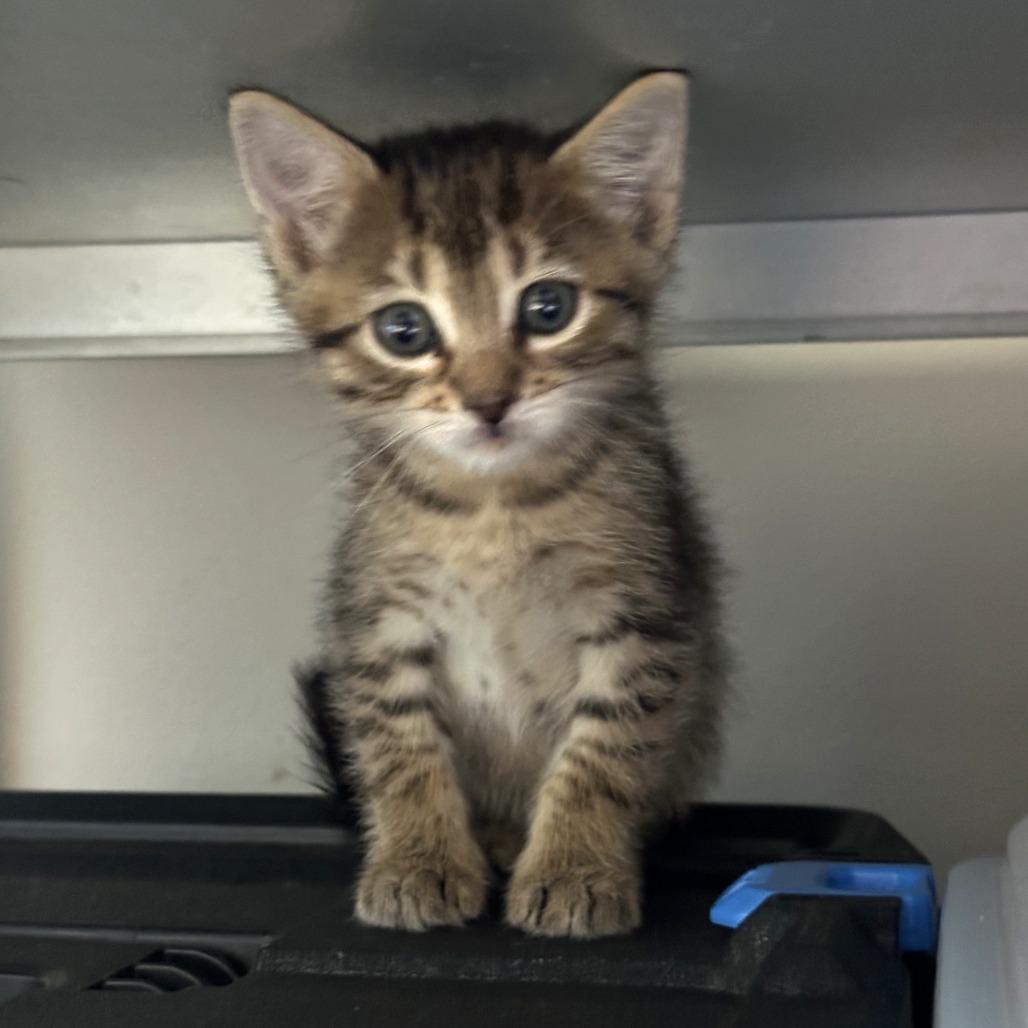 Trujillo, a Adoptable Domestic Medium Hair in Durango, CO image 4/5