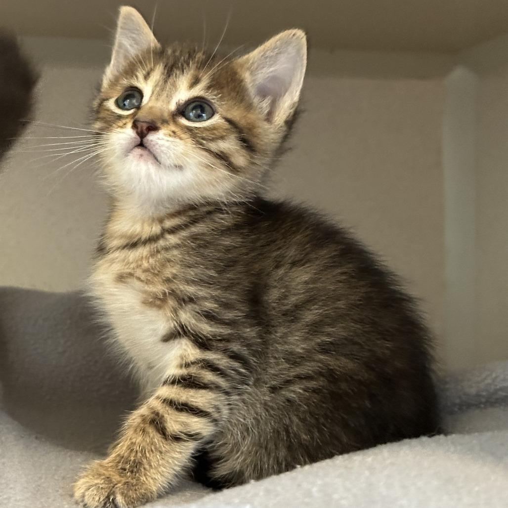 Trujillo, a Adoptable Domestic Medium Hair in Durango, CO image 5/5