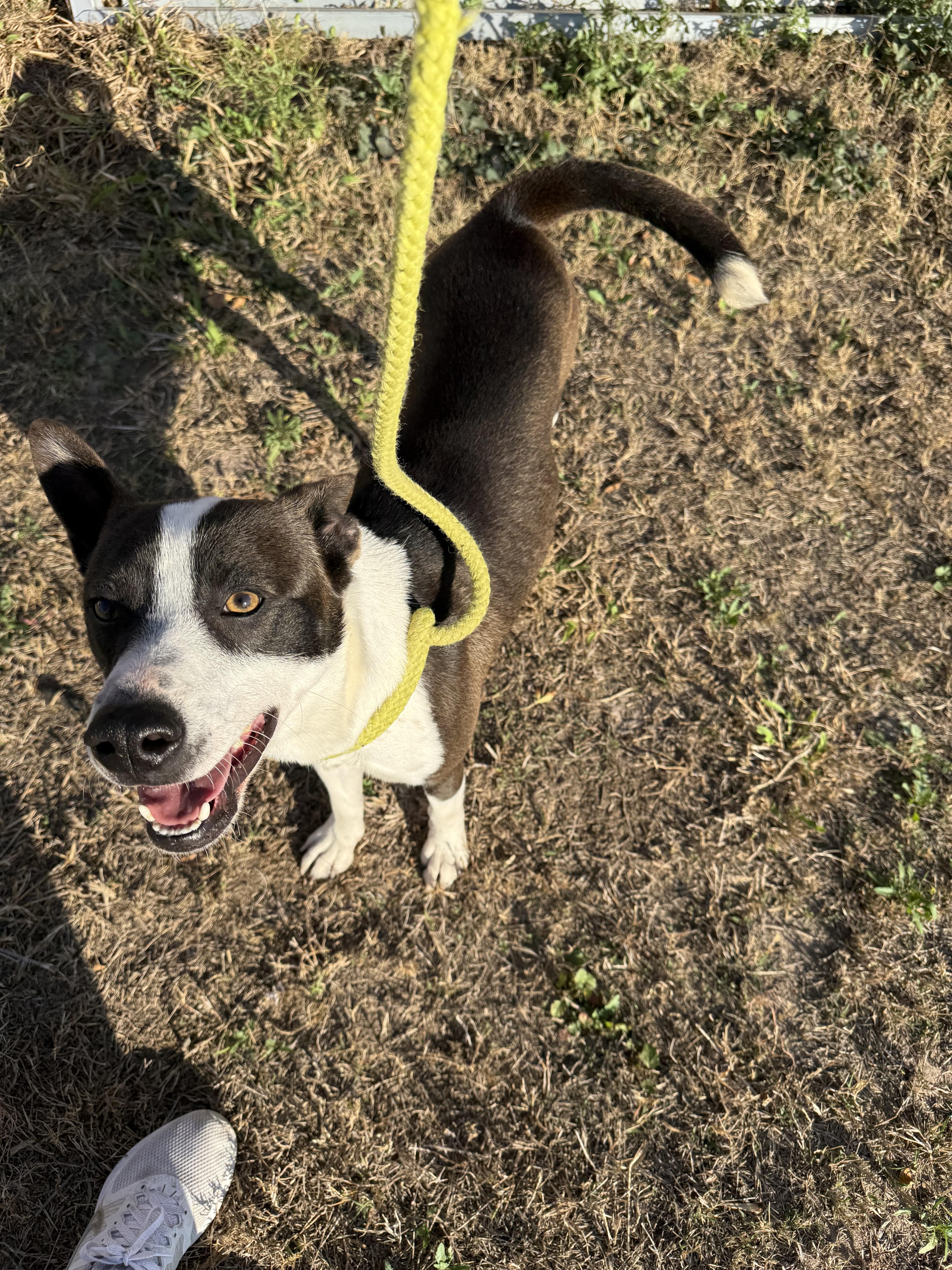 Uly, adoptable heeler