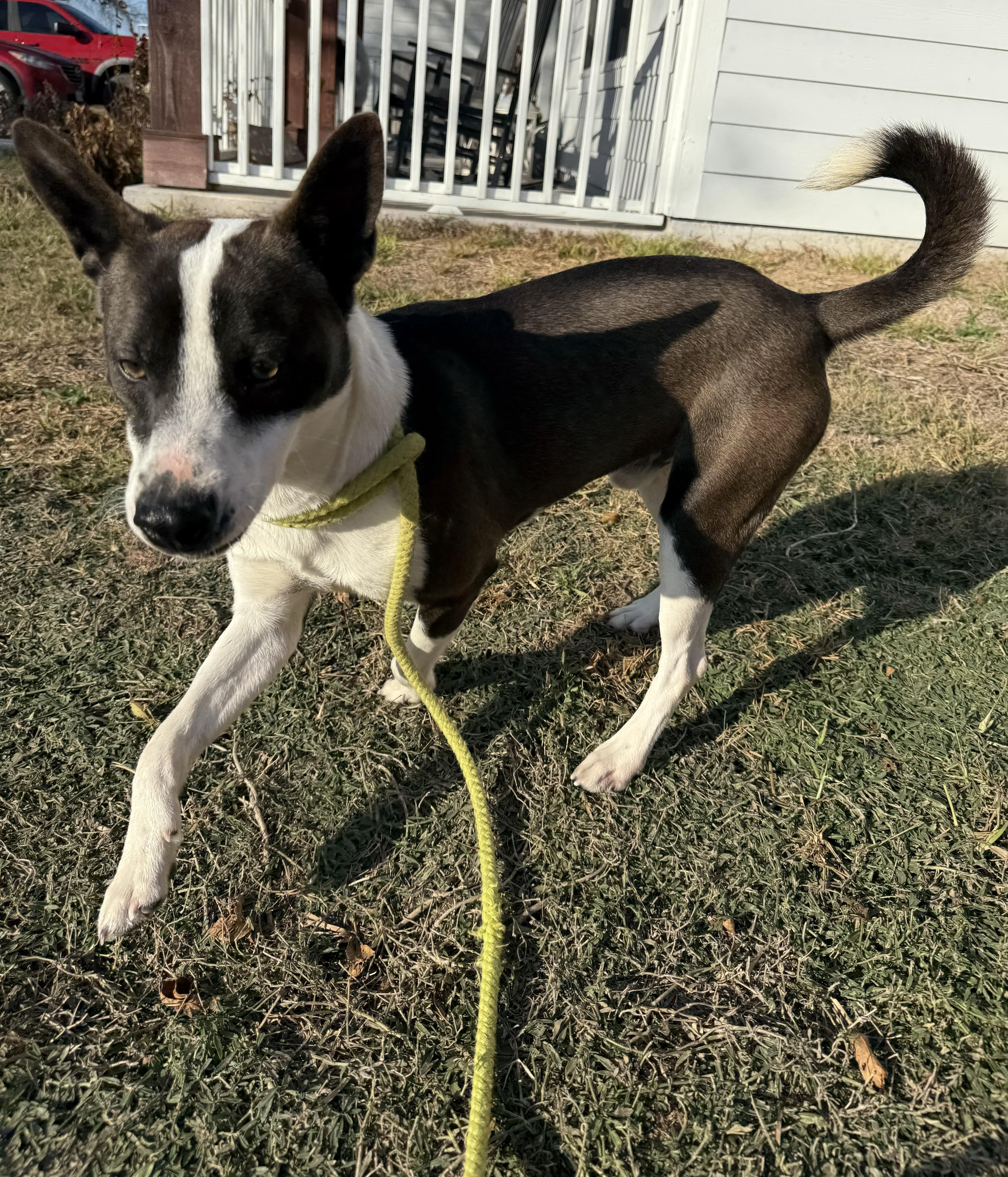 Enlarge Uly, a Adoptable mixed breed in Cheyenne, WY image 4/5