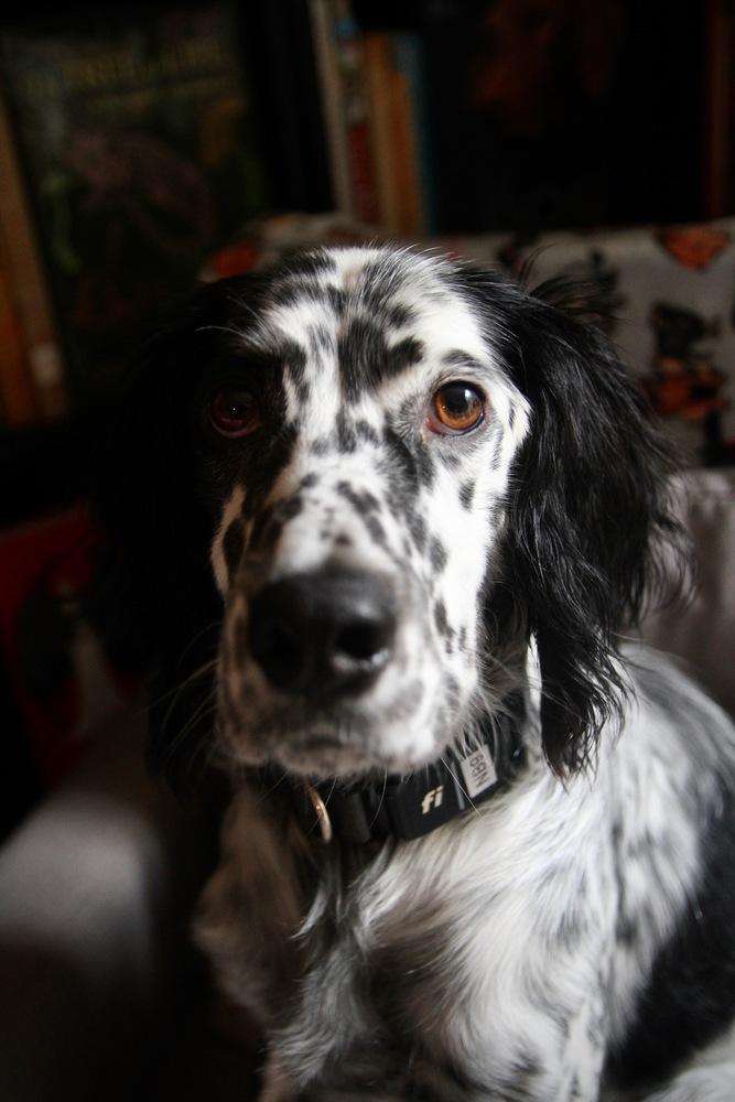 Available - Marios (located in USA), Adoptable, Young Male English Setter.